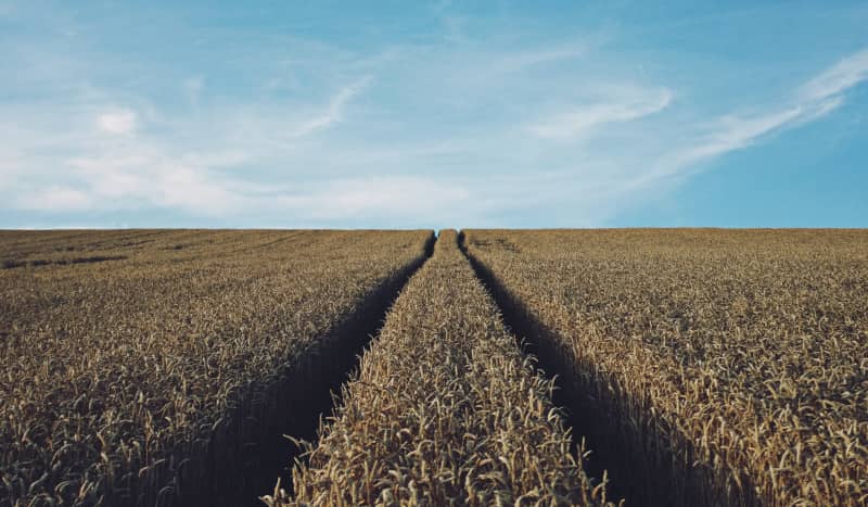 sources of wheat